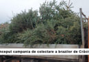 A început colectarea de brazi de Crăciun în Piatra Neamț